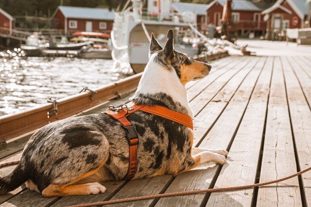 Hurtta Casual Y-sele Kanel