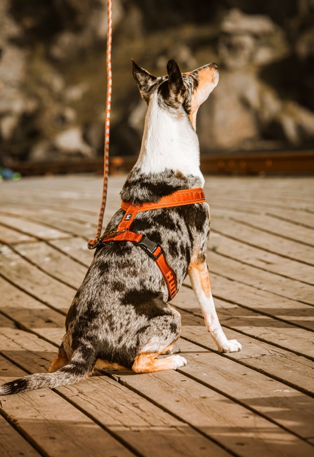 Hurtta Casual Y-sele Kanel