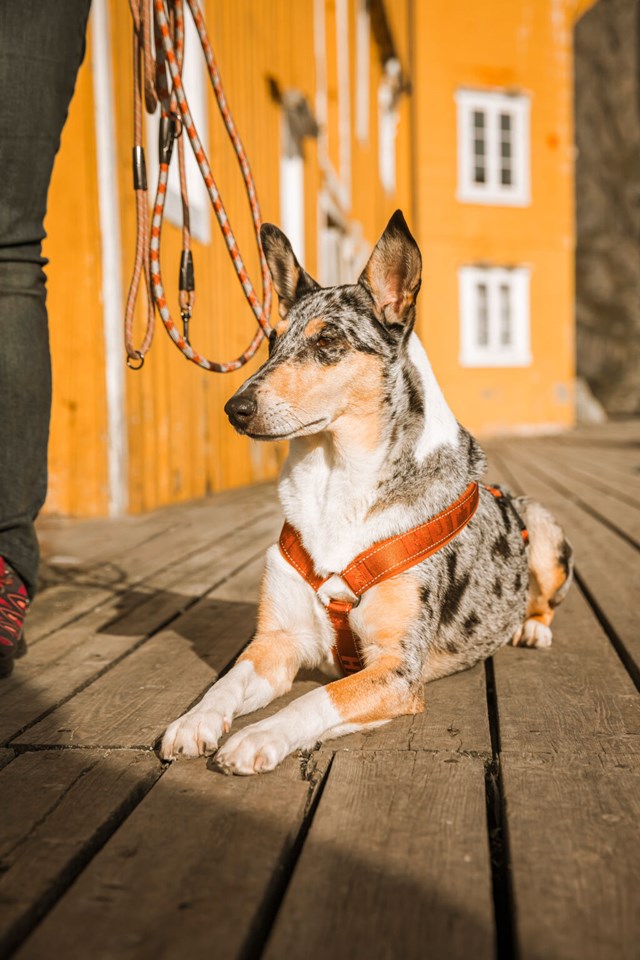 Hurtta Casual Y-sele Kanel