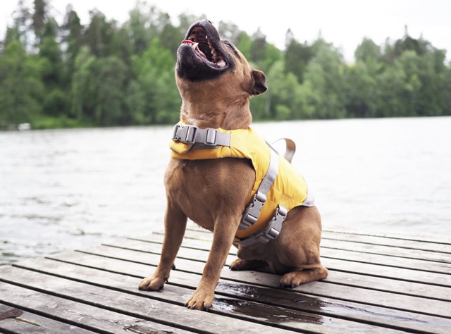 Hurtta Life Savior Hundflytväst Orange