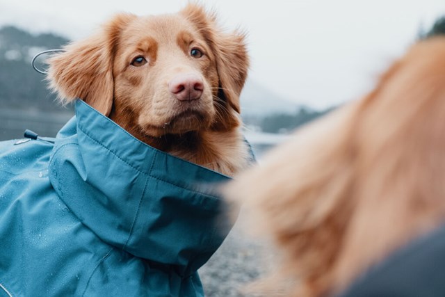 Monsoon Regntäcke Blåbär