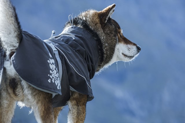 Monsoon Regntäcke Björnbär