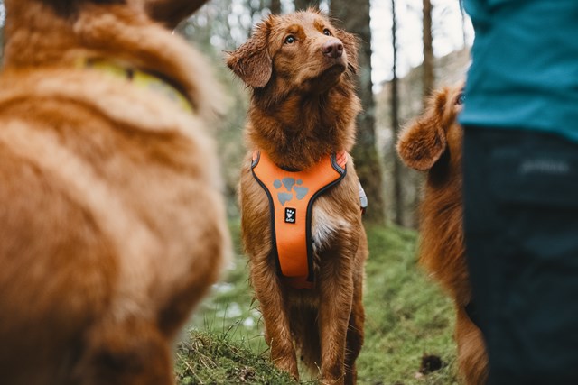 Hurtta Weekend Warrior Sele Neon Orange