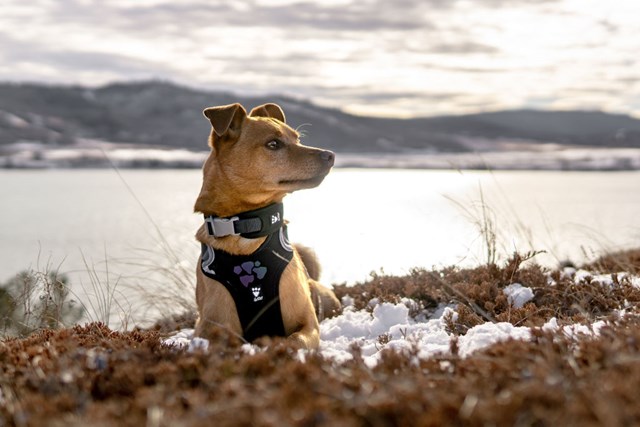 Hurtta Weekend Warrior Sele Korp