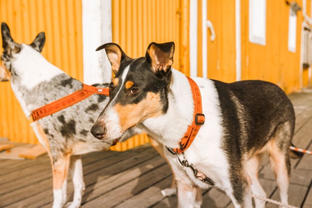 Casual Halsband Kanel