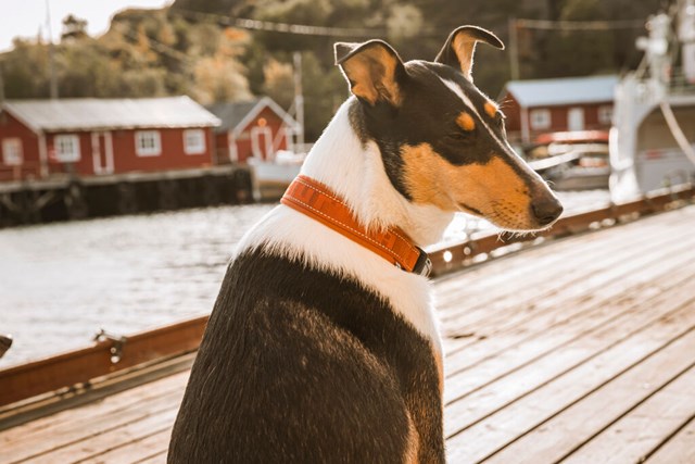 Casual Halsband Kanel