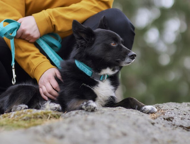 Casual ECO Reflexkoppel - Peacock