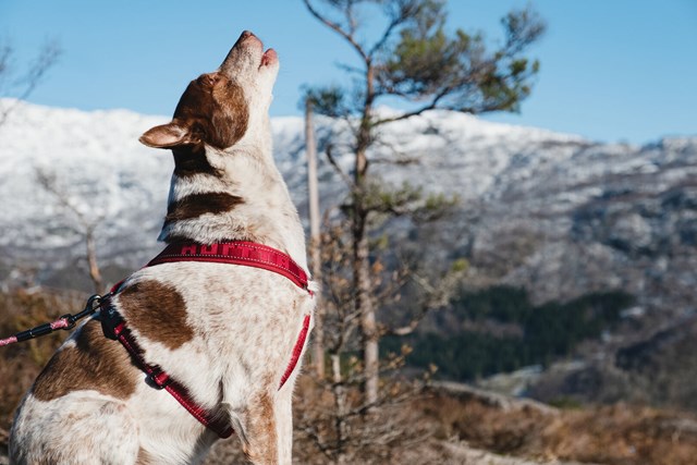 HURTTA CASUAL Y-SELE Lingon