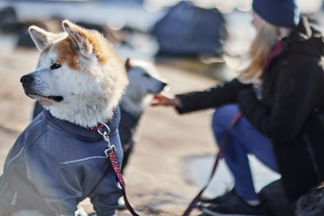 Midlayer Overall - Björnbär