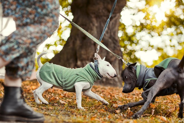 RAZZLE-DAZZLE MIDLAYER - Vändbar Fleecejacka Björnbär