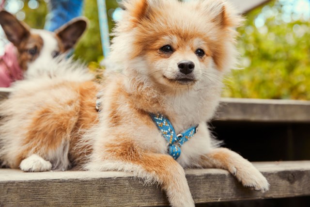 Razzle Dazzle Y-Sele - Bilberry