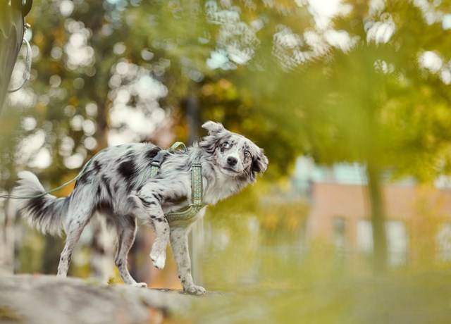 Razzle Dazzle Y-Sele - Hedge