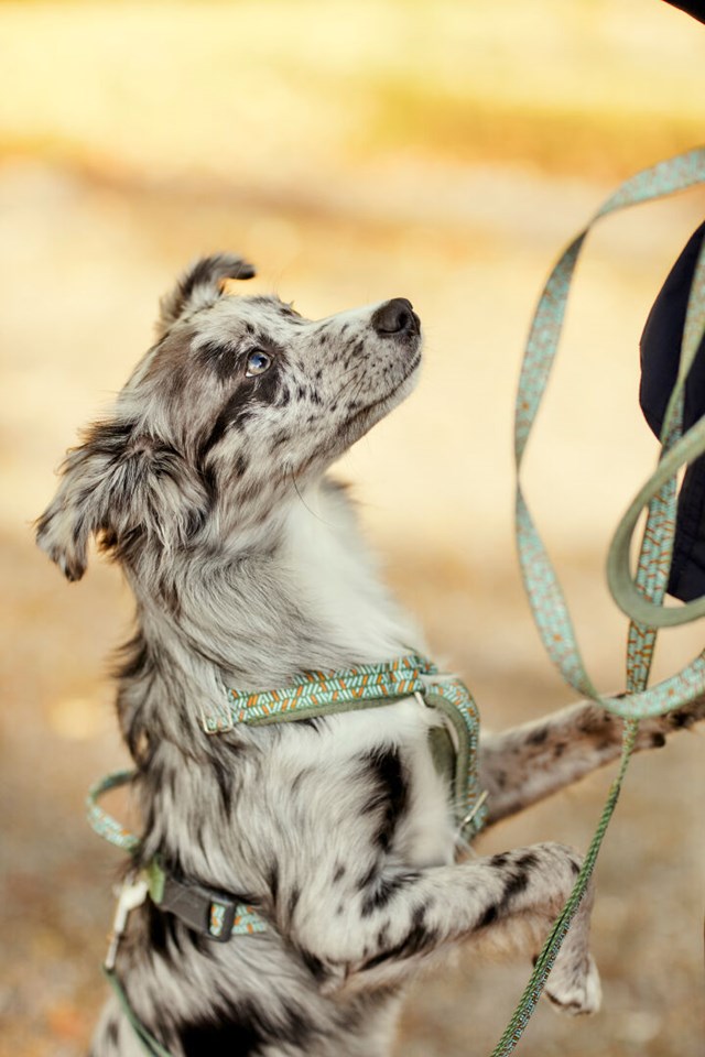 Razzle Dazzle Y-Sele - Hedge