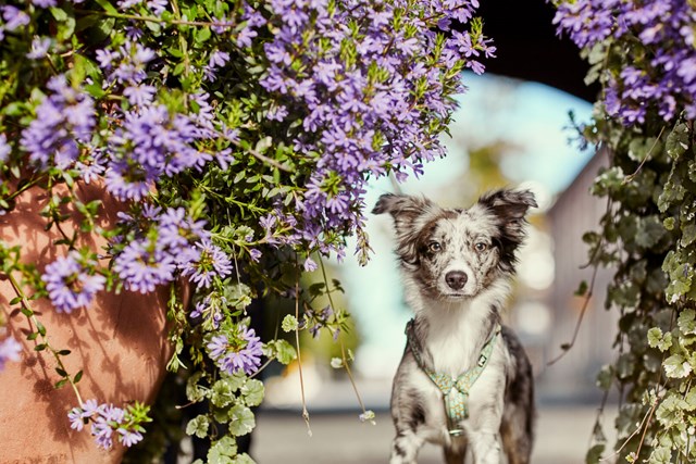 Razzle Dazzle Y-Sele - Hedge