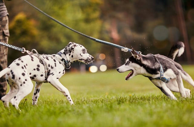 Razzle Dazzle Y-Sele - Hedge