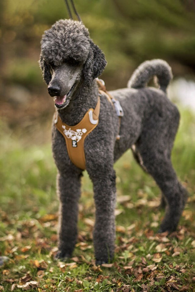 Hurtta Weekend Warrior Sele Desert