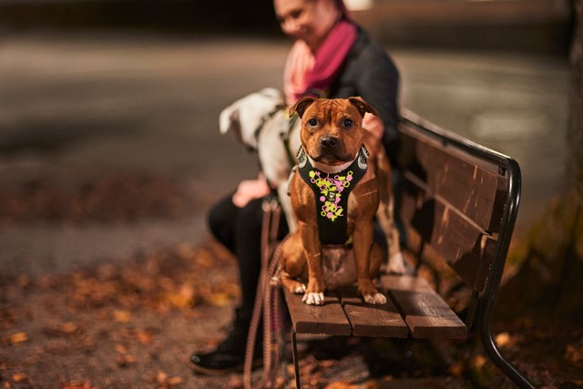 Weekend Warrior Neon Sele - Licorice