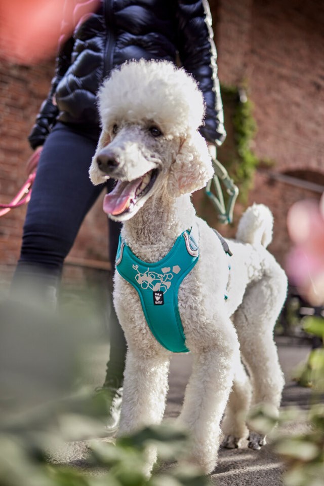 Hurtta Weekend Warrior Sele Peacock