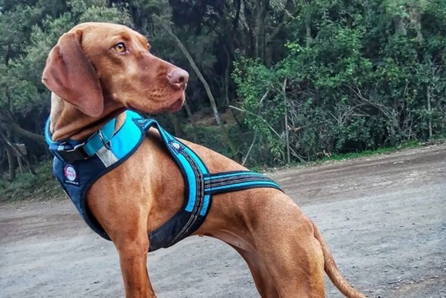 ZERO DC FASTER SVART & BLÅ