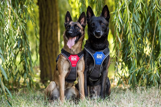 K9 IDC Longwalk Röd/Grå