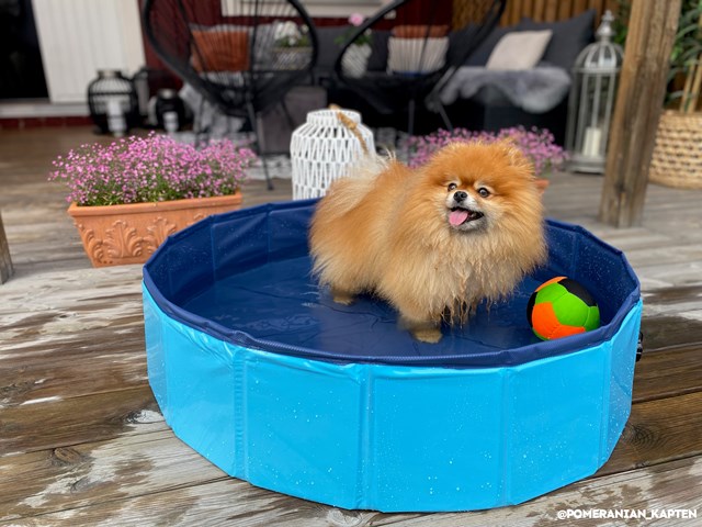 Hopfällbar Hundpool - Blå