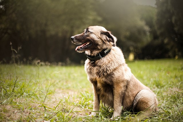 Julius K9 SuperGrip Halsband Svart