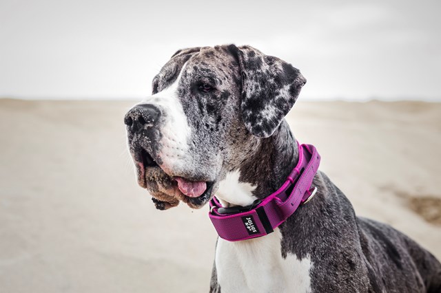 Julius K9 SuperGrip Halsband Rosa