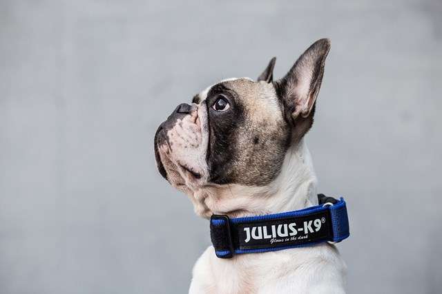 Julius K9 SuperGrip Halsband Blå
