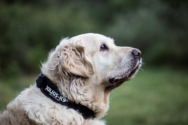 Julius K9 SuperGrip Halsband Svart