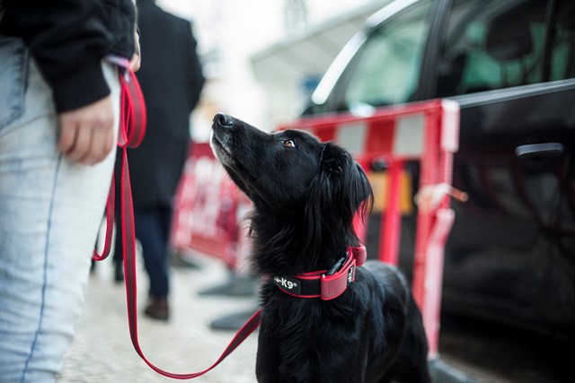 Julius K9 SuperGrip Halsband Röd