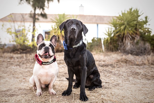 Julius K9 SuperGrip Halsband Blå