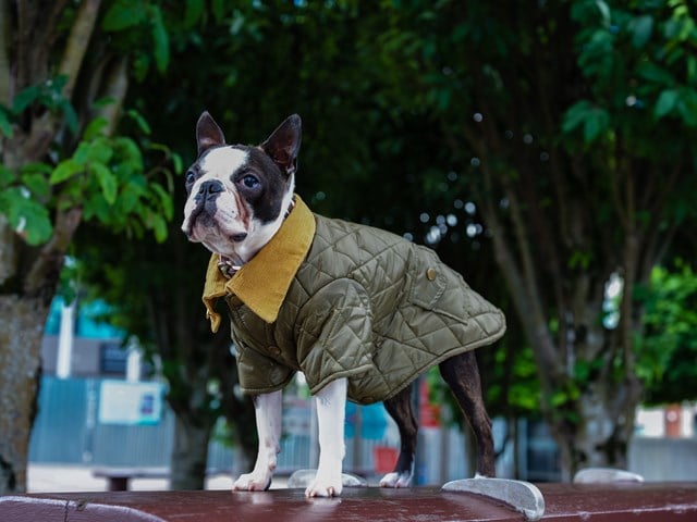 Forest Green Quilted Town & Country - Hundjacka