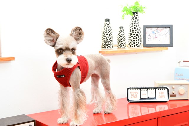 SOFT VEST Wine - Hundsele