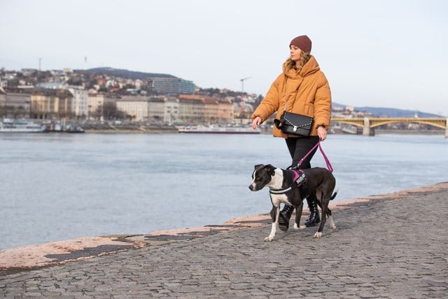 K9 IDC Hundsele Cerise