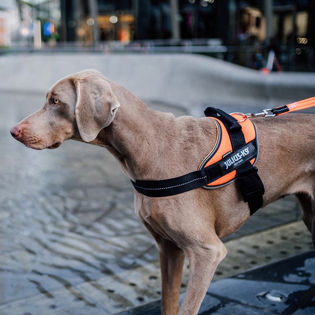 K9 Powair Sele Orange