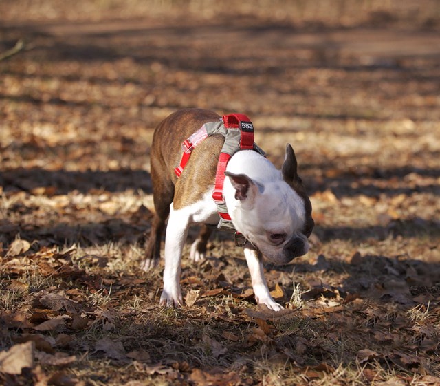 Safe-Walk Comfort Harness - Röd