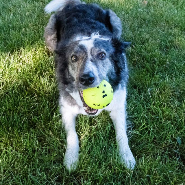 Kong Reflex Ball L