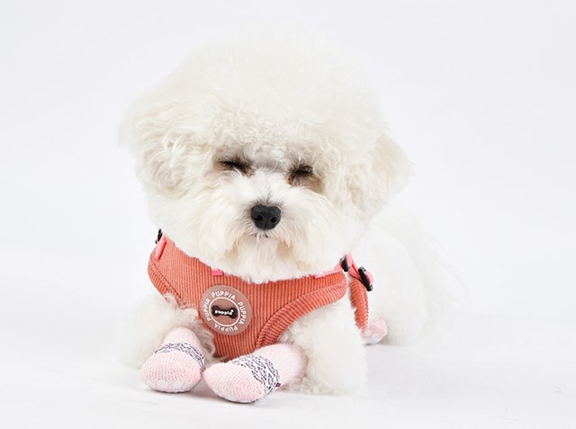 Leone Indian Pink - Hundstrumpor