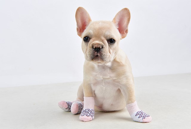 Leone Indian Pink - Hundstrumpor