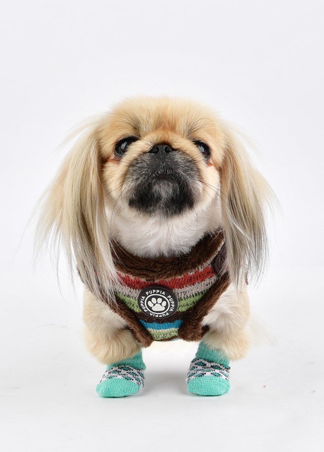 Leone Mint - Hundstrumpor