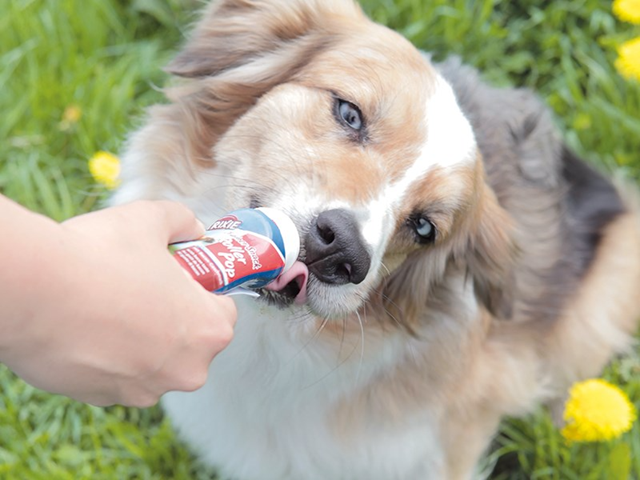 Lickimat Buddy Grön inkl Trixie Lammpaté Kit