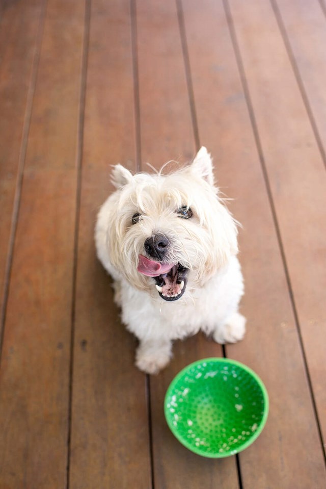 LickiMat Wobble Hundskål 16.5 cm