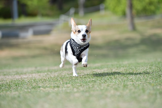 Leonard Black - Fodrad Hundsele