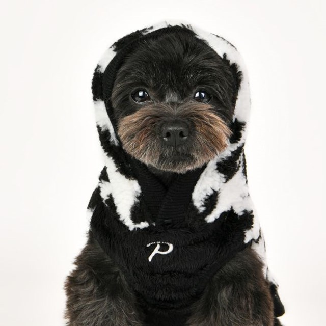 Serval - Svart Hundtröja