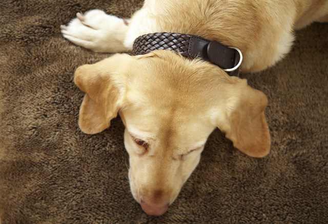 MiaCara Venezia Braided Collar - Taupe