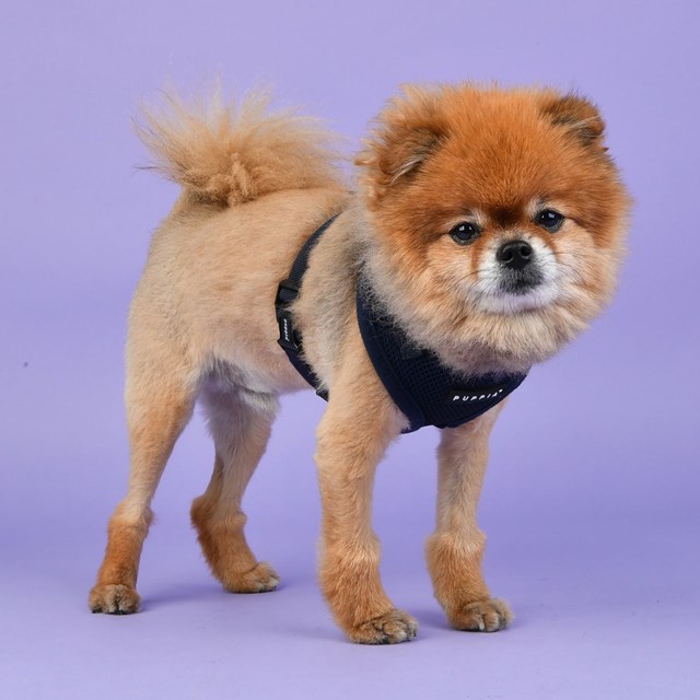 Ritefit Navy - Hundsele