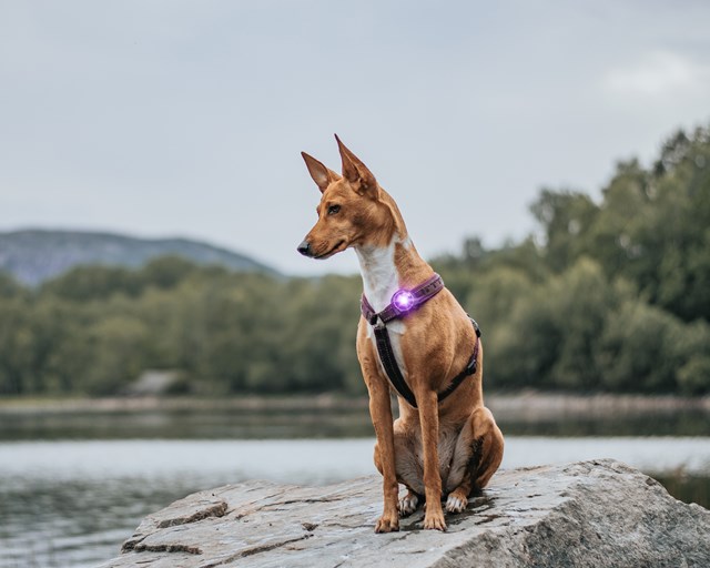 Orbiloc Safety Light - Lila