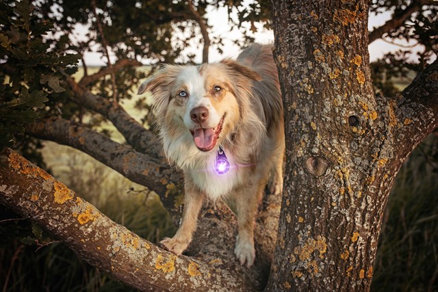 Orbiloc Safety Light - Lila