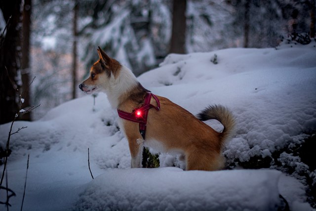 Orbiloc Safety Light Rosa