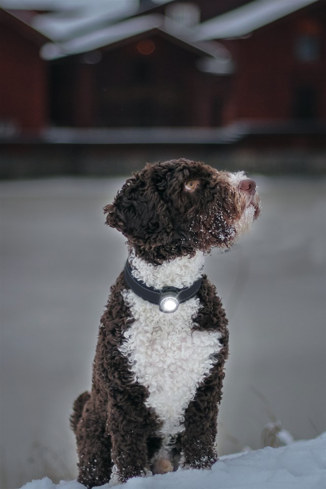 Quick Mount Adjustable - Fäste till Orbiloc